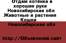 Отдам котёнка в хорошие руки - Новосибирская обл. Животные и растения » Кошки   . Новосибирская обл.